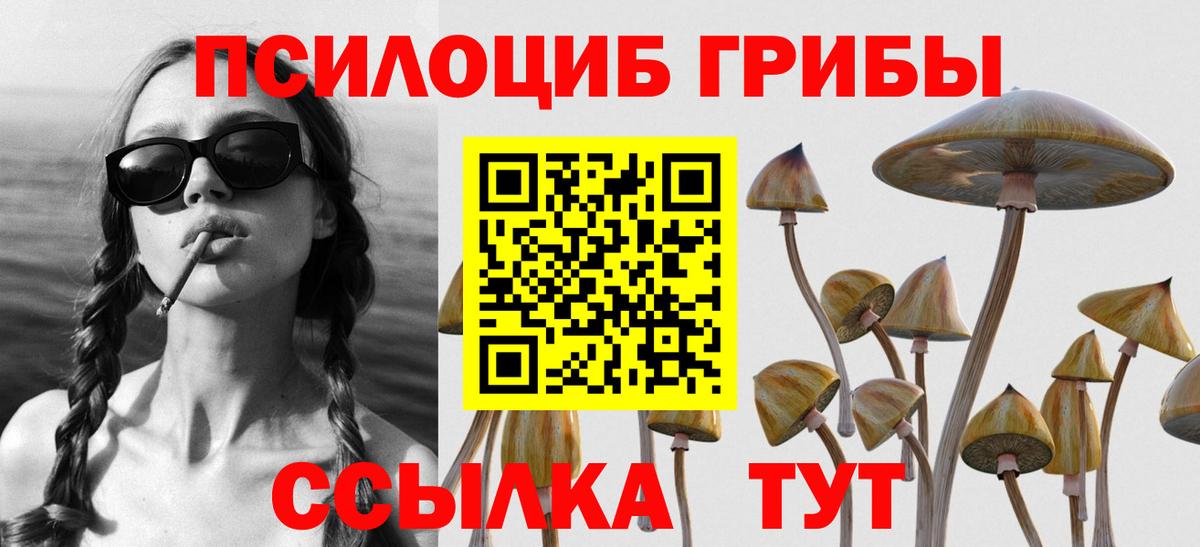 Псилоцибиновые грибы Psilocybe Новосибирск